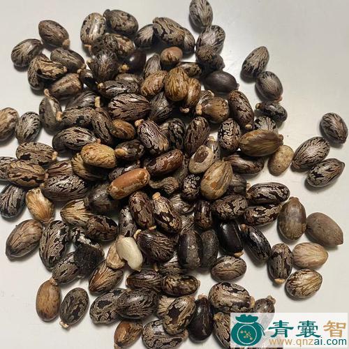 中药材萆麻子图片