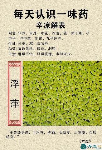 中药材萍子草图片
