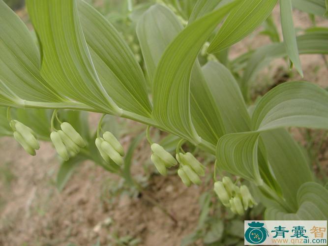 中药材萎香图片