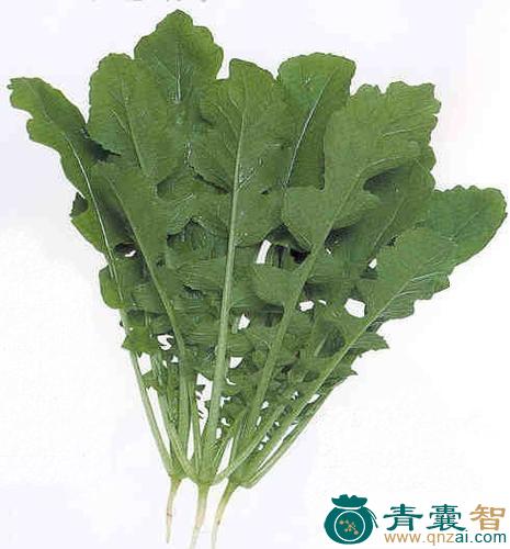 萝卜叶的性状性味归经以及功效用法和注意事项-青囊智