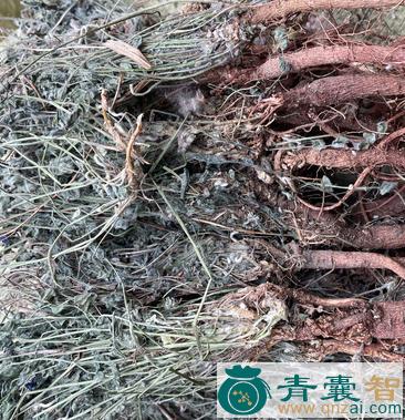 中药材萝卜地丁图片