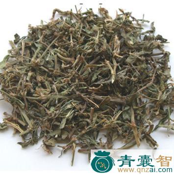中药材萹蓄蓼图片