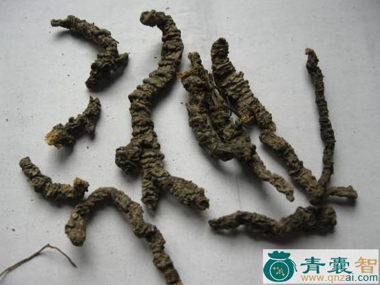 中药材落地山落乌图片