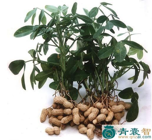 中药材落花生图片