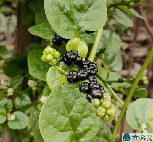 中药材落葵图片