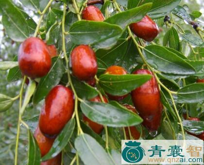 中药材葛枣图片