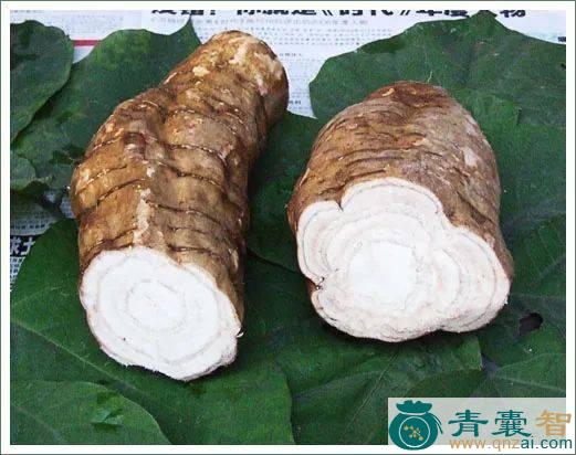 葛荆麻的性味归经以及功效用法-青囊智