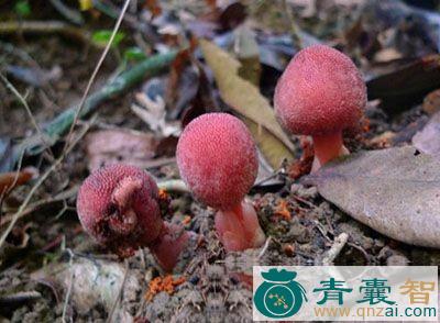 葛蕈的性味归经以及功效用法-青囊智