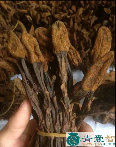 中药材葛麻茹图片