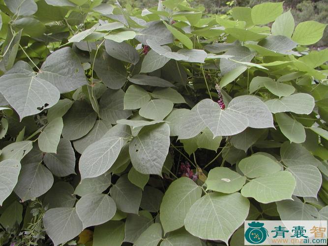 中药材葛麻藤图片