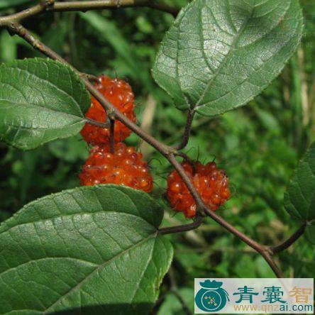 中药材葡蟠图片