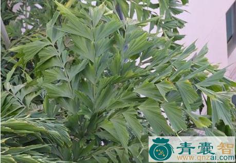 董棕的性味归经以及功效用法-青囊智