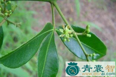 中药材葫芦七图片