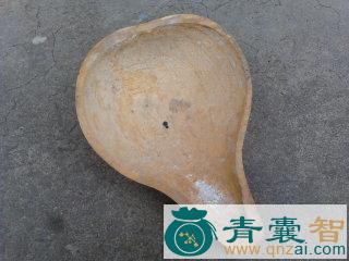 中药材葫芦瓢图片