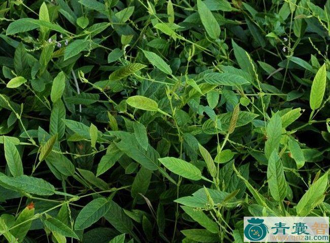 中药材葫芦草图片