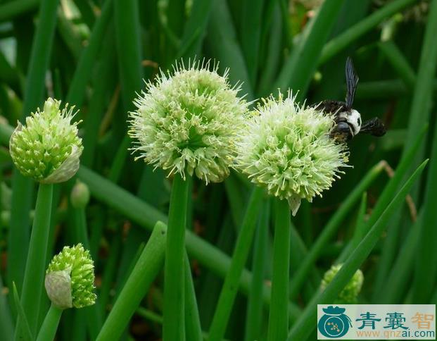 中药材葱花图片