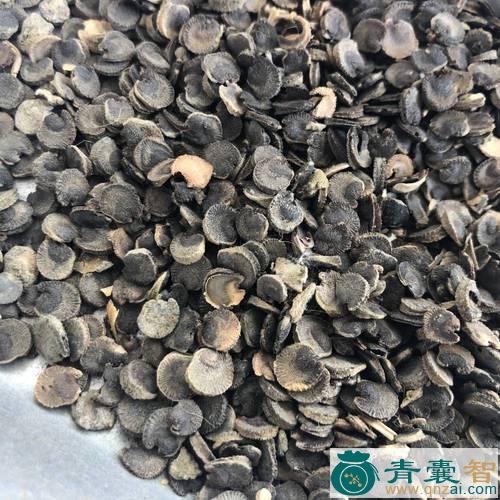 葵子的性状性味归经以及功效用法和注意事项-青囊智