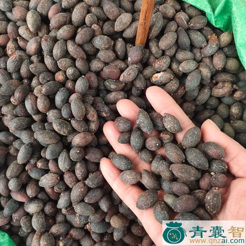 葵扇木的性味归经以及功效用法-青囊智