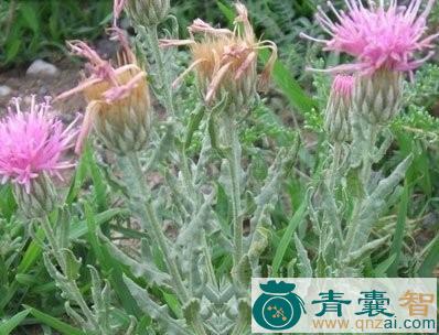 中药材蒙疆苓菊图片