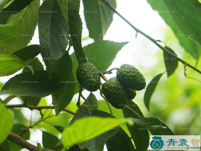 中药材蒙自赤杨图片