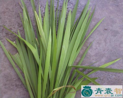 中药材蒜辫子草图片
