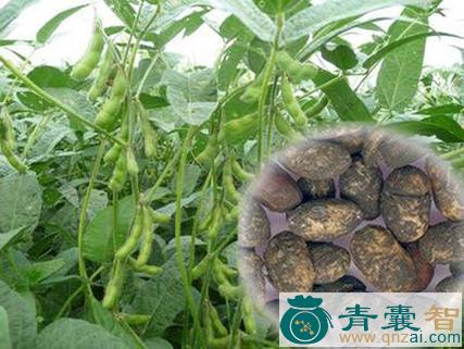 中药材蒲州豉图片