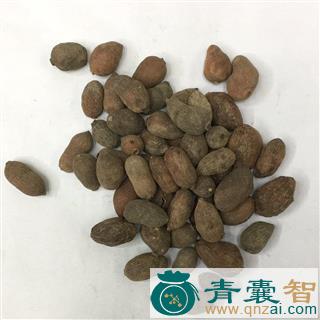 中药材蒲桃壳图片