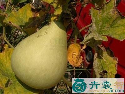 中药材蒲种壳图片