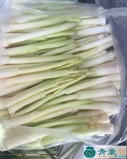 中药材蒲笋图片