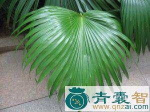 中药材蒲葵叶图片