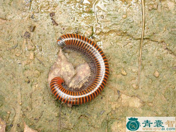 中药材蒲鞋头虫图片