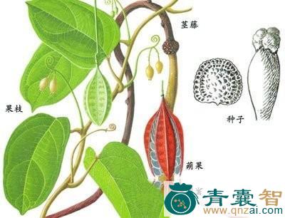蒴莲的性味归经以及功效用法-青囊智