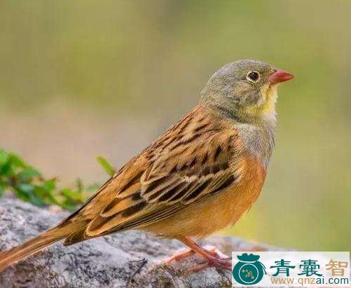 中药材蒿雀图片