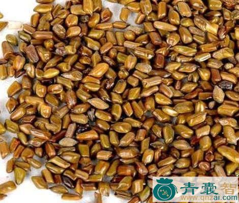中药材蓍实图片