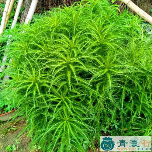 中药材蓍草图片