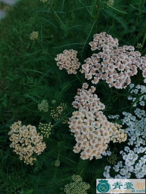 中药材蓍葵叶图片