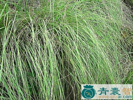 中药材蓑草图片