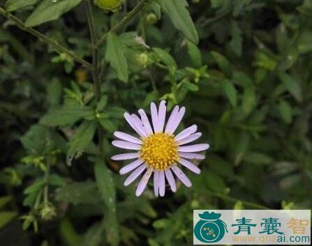 中药材蓑衣莲图片