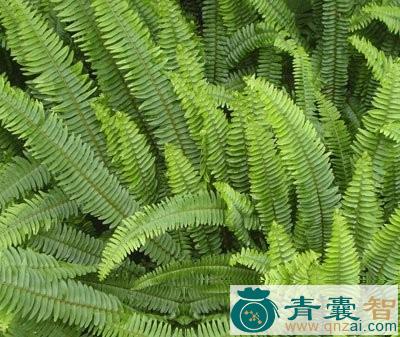 中药材蓖子草图片
