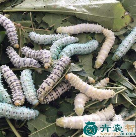 中药材蓖麻蚕图片