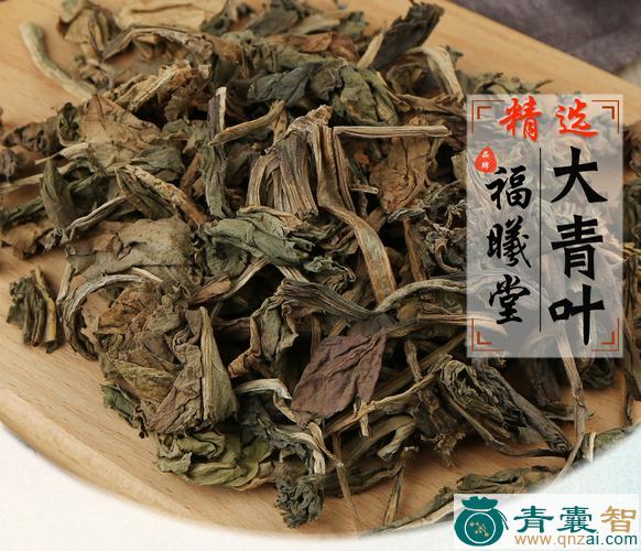 中药材蓝叶棵图片