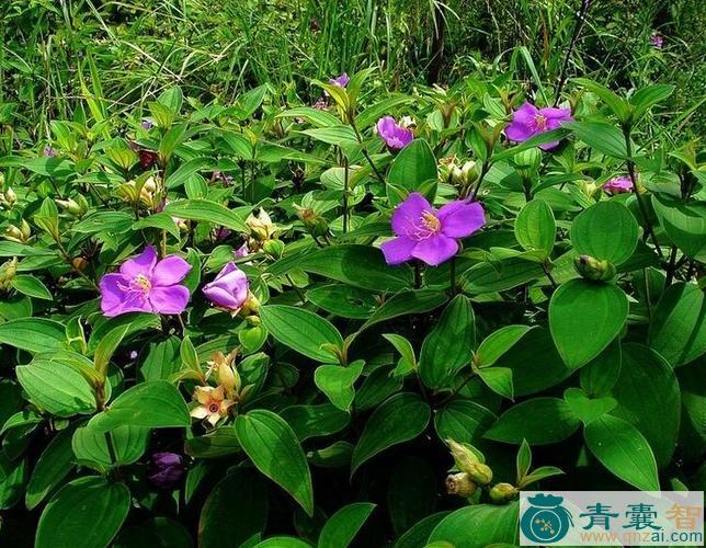 中药材蓝屿野牡丹图片
