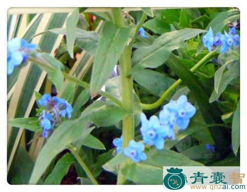 中药材蓝布裙图片
