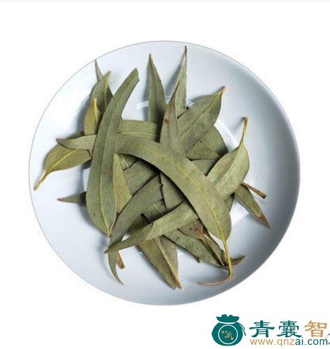 中药材蓝桉叶图片