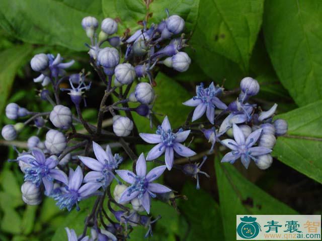 中药材蓝绣球图片