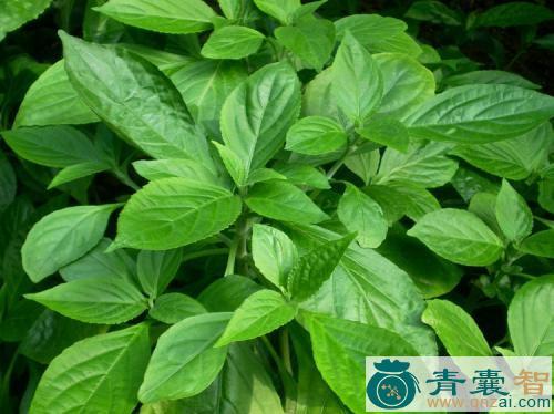 中药材蓝胡麻草图片