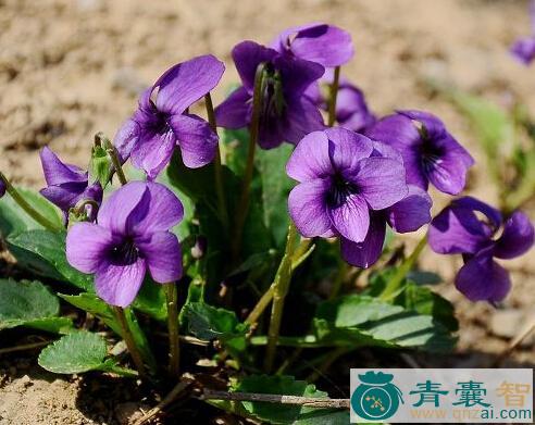 中药材蓝花地丁图片