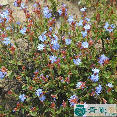 中药材蓝花对节兰图片