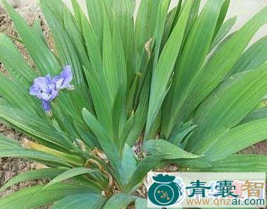 中药材蓝花扁竹图片
