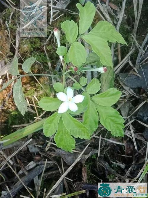 中药材蓝花矮陀图片